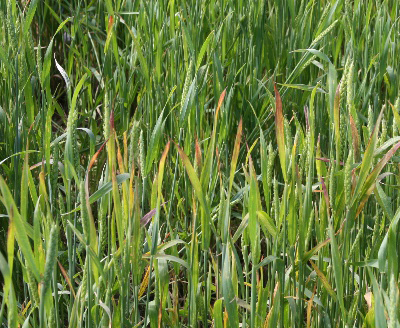 wheat symptom.jpg wheat symptom.jpg
